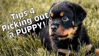 How to pick a Rottweiler puppy