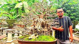 REVIEW HARGA BONSAI KOLEKSIAN BAHAN BONSAI JUMBO