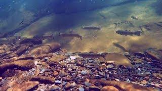 Fires Creek NC, April 12th 2018 - Underwater Shots