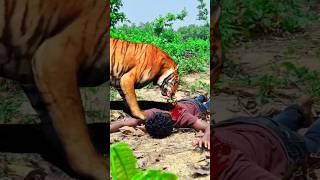 Tiger Attack Man in Forest #shorts #tiger #survivalforest #wildlife #animal #tigerattack