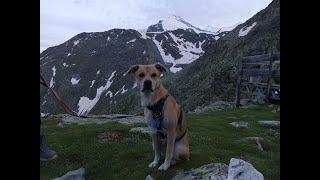 Week-long 80 Mile Matterhorn Hike with a Dog, Swiss/Italian Alps