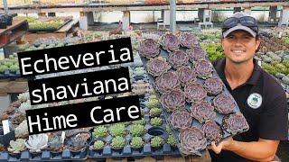 Echeveria shaviana Hime Care