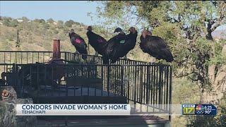 Flock of giant California condors trashes woman’s home