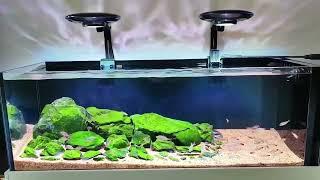 Daily share ZETLIGHT UFO F8 biotope aquarium tank