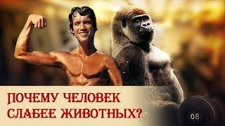 Почему человек слабее животных?