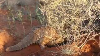 Pangolin finds a meal