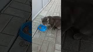 ASMR###ASMRCAT###hungry cat###