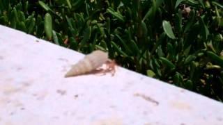 Senor Hermit Crab