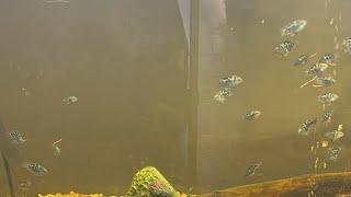 ERIC FISH KING   is live baby blue parrot cichlids!