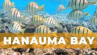 Hanauma Bay Snorkeling Experience | Oahu, Hawaii