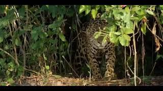 Hungry jaguar hunting crocodiles