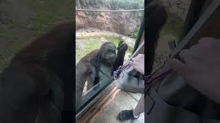 Incredibly intelligent orangutan asks visitor to share gummy snacks