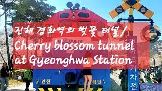 경화역의 벚꽃 터널(Cherry blossom tunnel at Gyeonghwa Station)/진해