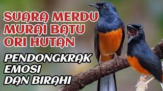 suara merdu murai batu di pagi hari cocok untuk pancingan burung anda