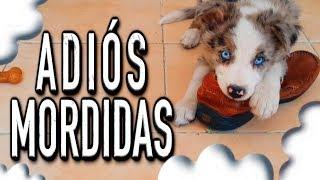 ADIÓS mordidas, destrozos y MALAS conductas de mi perro - MartGon