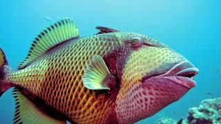 Titan triggerfish or giant triggerfish or moustache triggerfish (Balistoides viridescens)