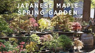 Japanese Maple Spring Garden