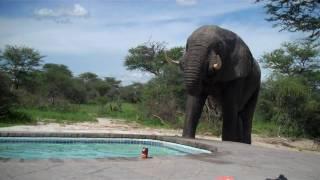 Elephant crashes the pool party