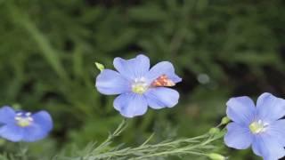 Flower Gardens : How to Grow Perennial Blue Flax (Linum Perenna)