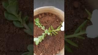 How to get multicolor flowers on portulaca plants _  grafting technique #shorts #short #shortvideo