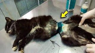  A little kitten was tightly wrapped in wire and left to die.