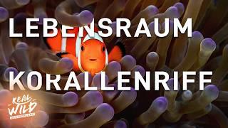 Das sind die faszinierendsten Bewohner des Korallenriffs | Doku | Real Wild Deutschland