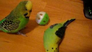 Sparky the budgie playing 'soccer' & flipping his opponent over