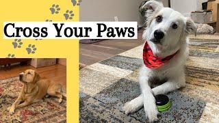 Dog Trick Training: Cross Your Paws (Real Time Training)