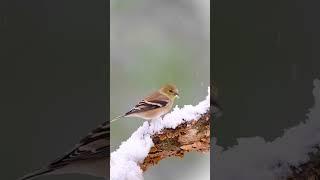 Scientists say birds use up more energy eating snow than drinking water  #birds_nature