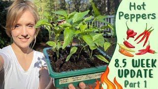 Growing Hot Peppers From Seed to Harvest | Part 1