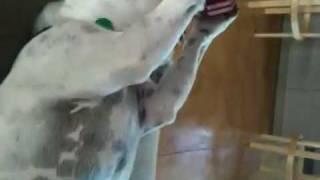 Funny French bulldog juggling