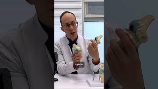 Что такое гонартроз коленного сустава?