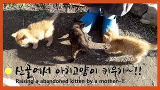 Baby Cat / New ties with baby cats  / Wintering in the Mountain House