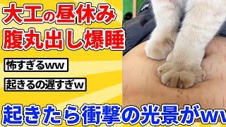 【2ch動物スレ】大工がお腹出して爆睡→起きたら信じられない光景ｗｗｗｗｗ