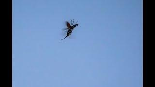 Stag Beetle Flying