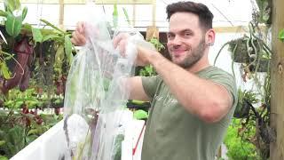 Redleaf Exotics: EP Import unboxing