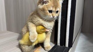 The daily life of ducklings and kittens is very interesting