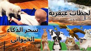ذكاء لا يصدق قصص عن عبقرية الحيوانات#ذكاء_الحيوانات#قصص_الذكاء_الحيواني