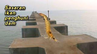 Galakkk...!! Udang kecil jadi Sasaran ikan penghuni Dam