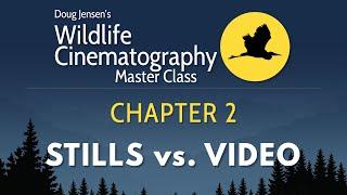 Wildlife Cinematography Chapter 2:   Stills vs. Video