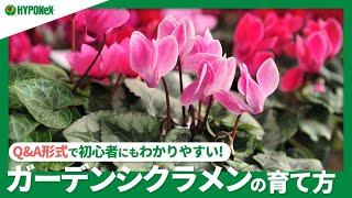 24:ガーデンシクラメンの育て方｜苗の選び方や夏越えの方法は？花がら摘みは行ったほうがいいの？｜【PlantiaQ&A】植物の情報、育て方をQ&A形式でご紹介