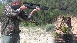 German Spring Piston Airguns are the Best!! Hunting Jackrabbit with the Walther Parrus