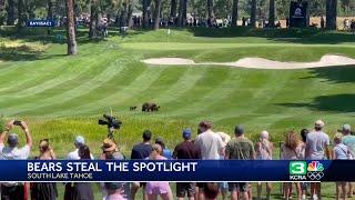 Unexpected spectators: Family of bears walks across fairway during ACC golf tournament in Tahoe