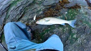 Non Stop Topwater Action - Shore Fishing The Fall Run