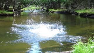 The Sturgeon Flows Through Green Timbers