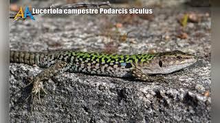 Lucertola campestre Podarcis siculus - Italian wall lizard – Tassello della nostra biodiversità