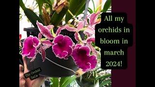 All my orchids in bloom! Update: March 2024