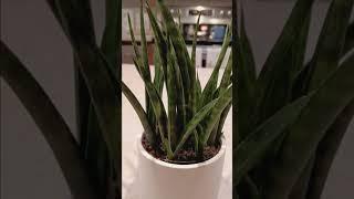 snake plant houseplant care tutorial #plants #gardening #garden #plant #houseplants #planting