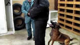 Personal protection dogs for sale ,knpv titled Belgian Malinois ,dog training florida