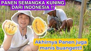 PANEN SEMANGKA KUNING DARI INDONESIA PERDANA!! AKHIRNYA PANEN JUGA !! MANIS BUANGET!!!